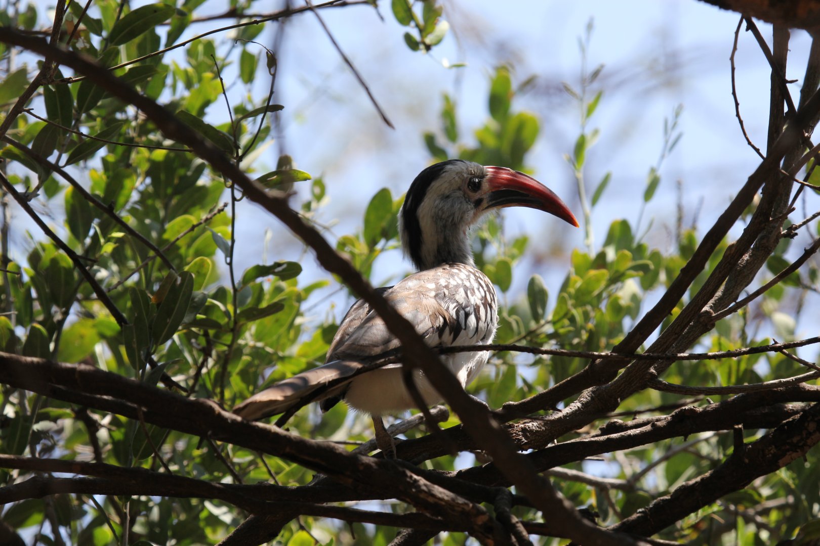 Northern red-billed hornbill (Tockus erythrorhynchus)
