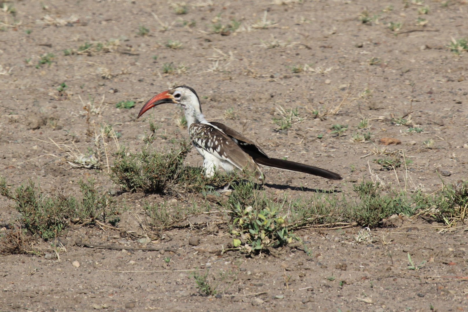 Northern Red-billed Hornbill (Tockus erythrorhynchus)