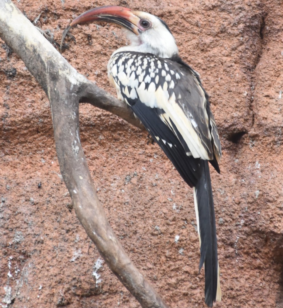 Northern Red-billed Hornbill (Tockus erythrorhynchus)