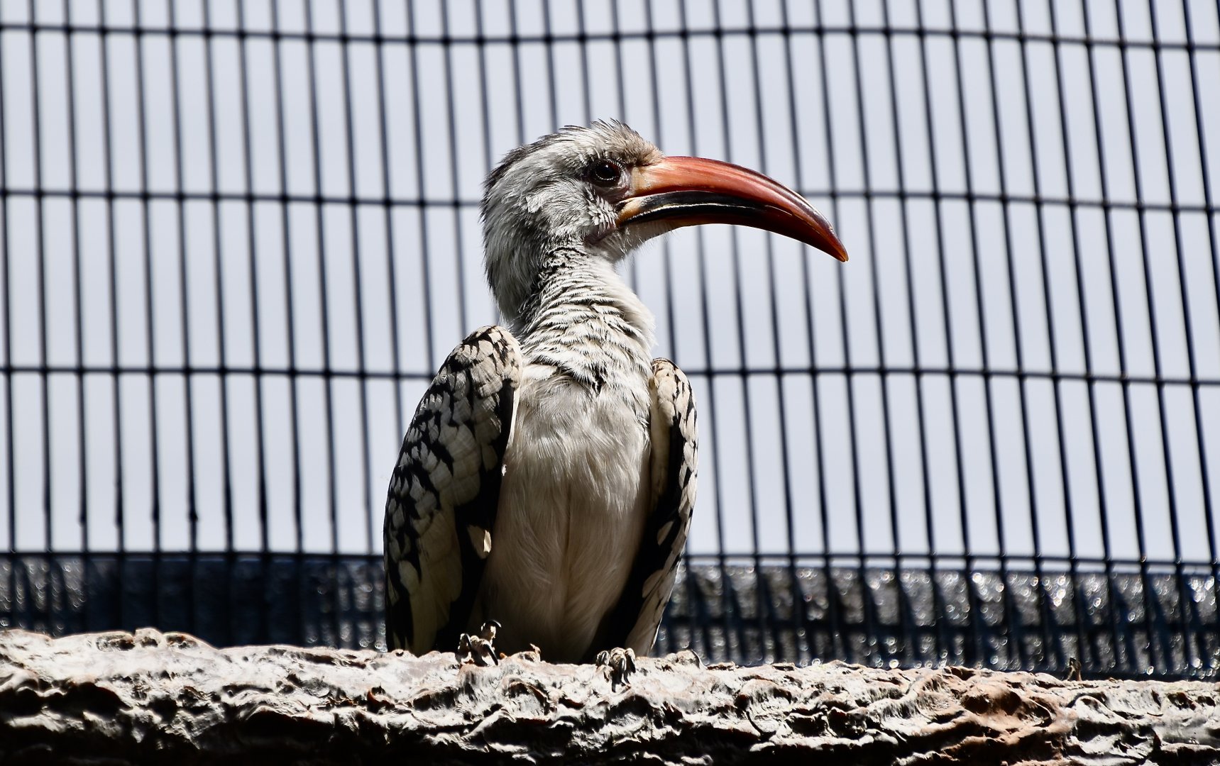 Northern Red-Billed Hornbill (Tockus erythrorhynchus)