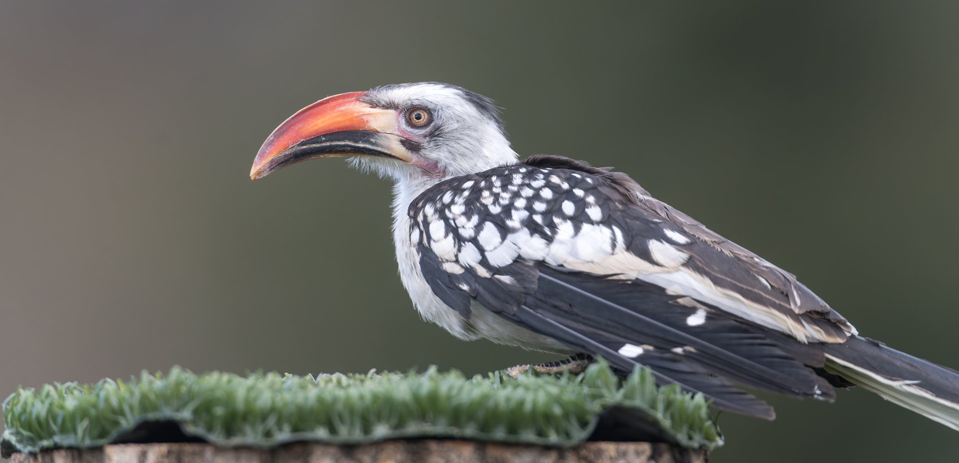 Northern Red Billed Hornbill ,ZSL Whipsnade, UK