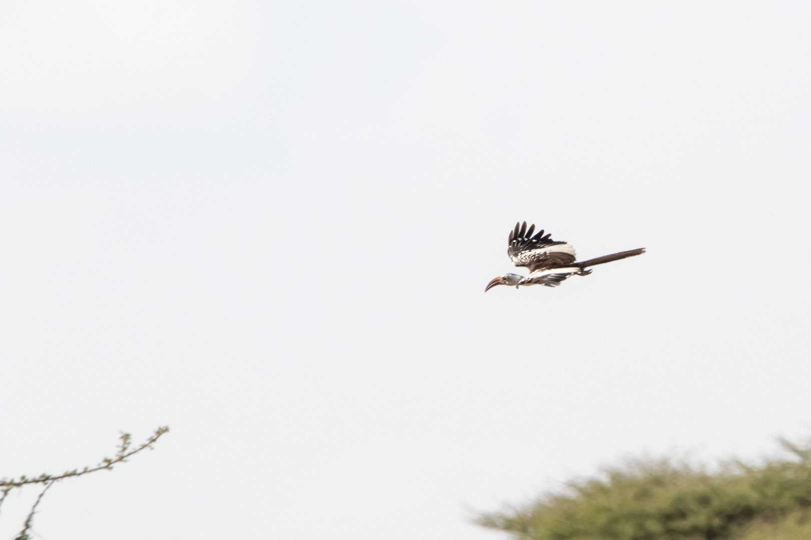 Northern Red-billed Hornbill