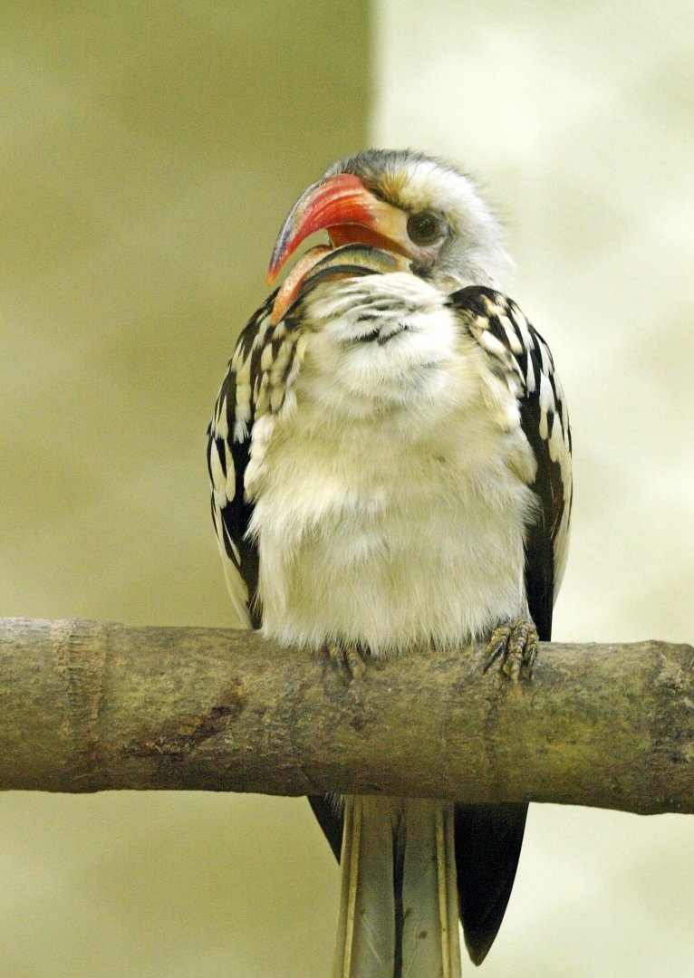Northern Red-billed hornbill