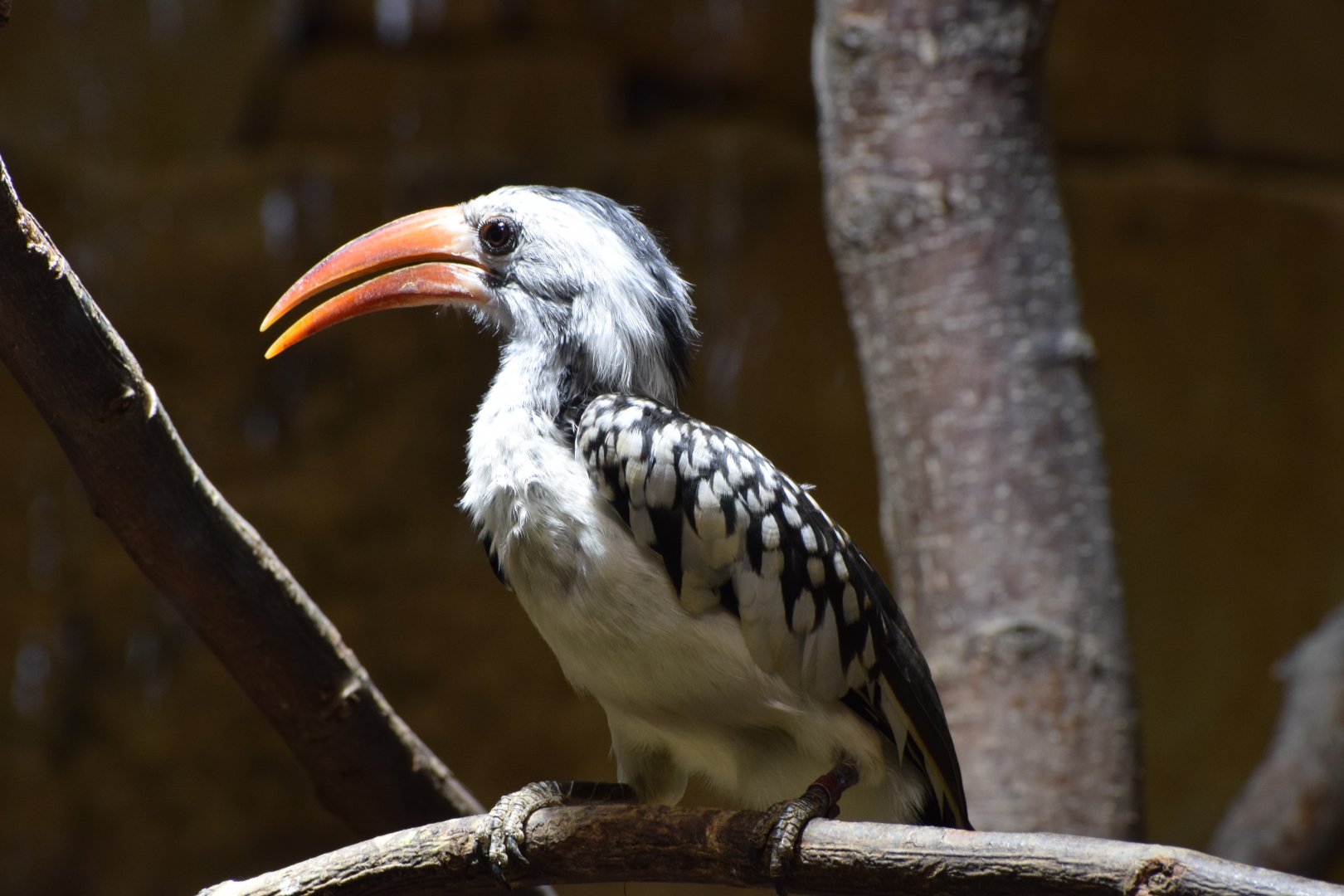 Northern red-billed hornbill
