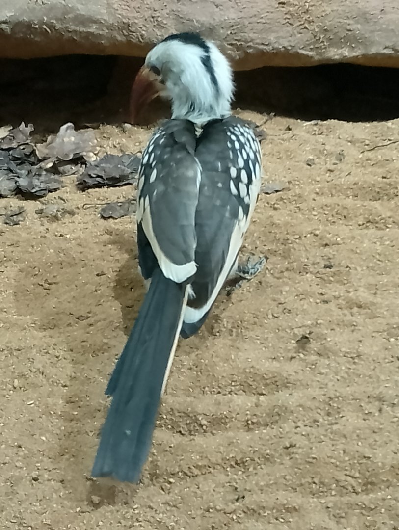 Northern red-billed hornbill