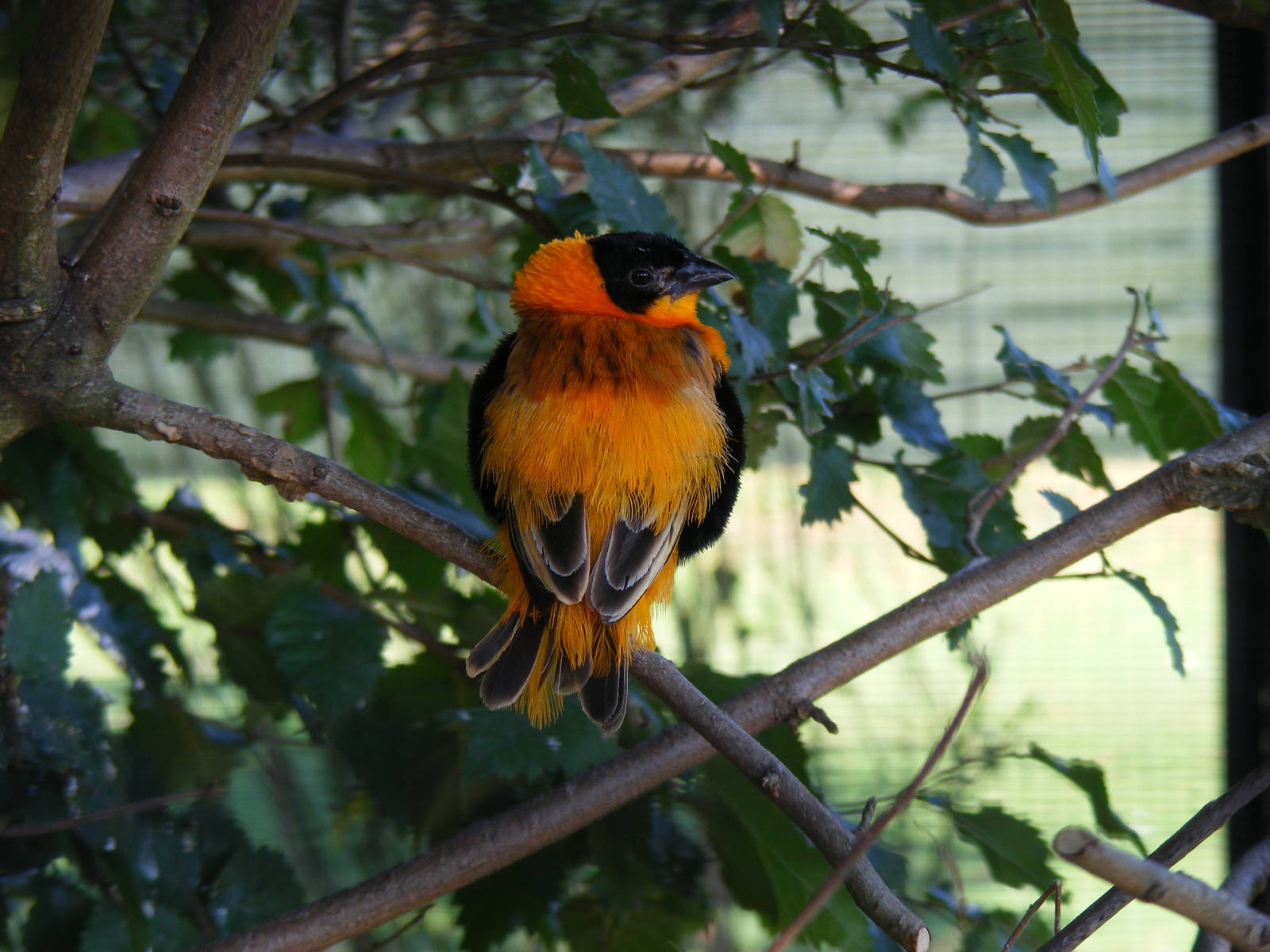 Northern red bishop at Paultons Park, 2 October 2011