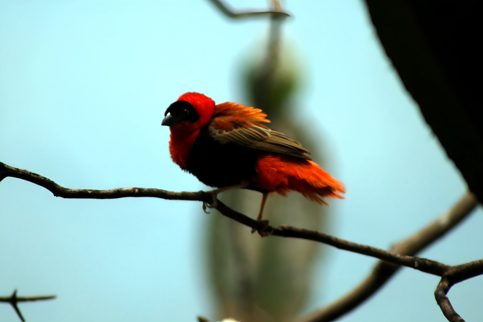 Northern Red Bishop (Euplectes franciscanus)