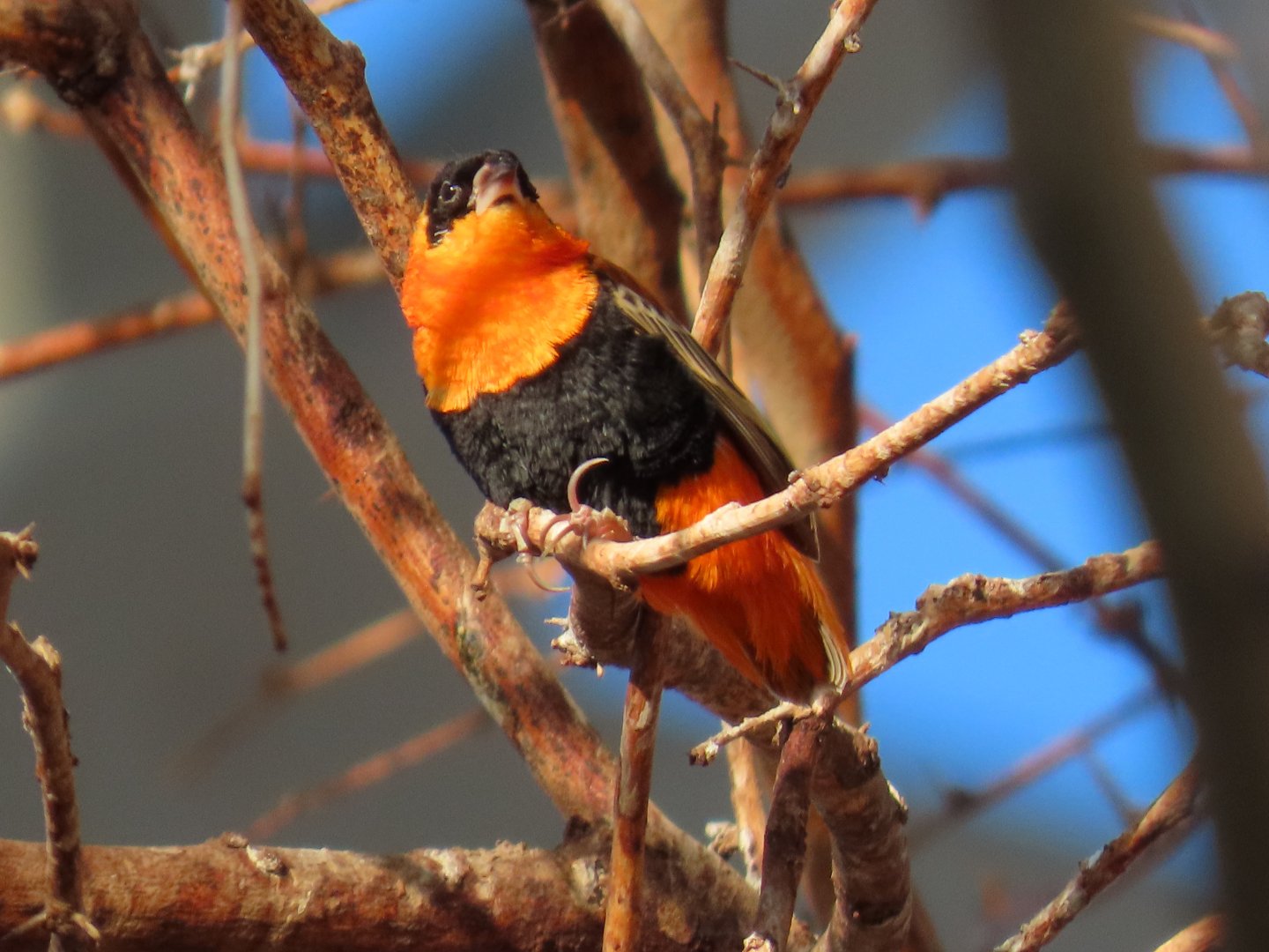 Northern Red Bishop (Euplectes franciscanus)