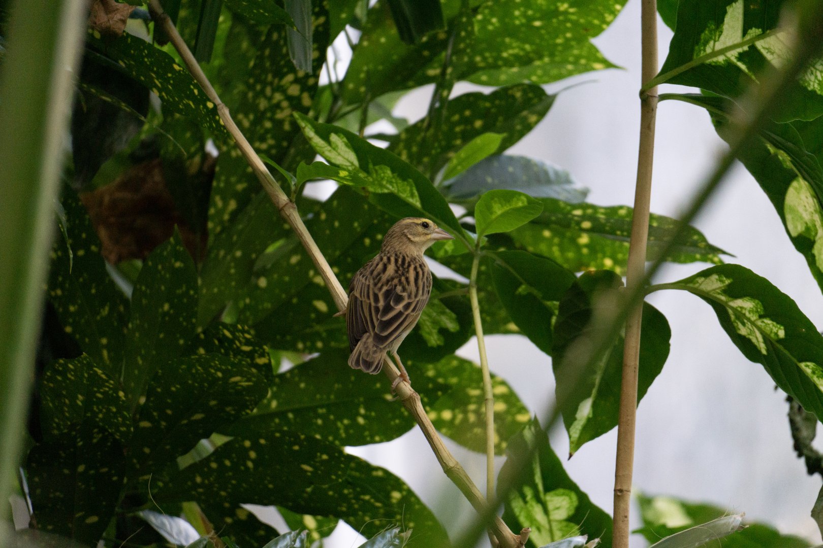 Northern Red Bishop (Euplectes franciscanus)