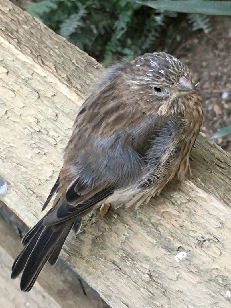 Northern Red Bishop ♀️(Euplectes franciscanus)