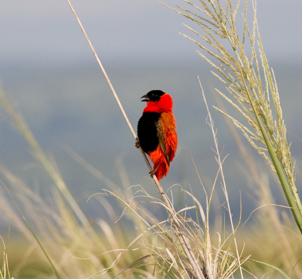 Northern Red Bishop