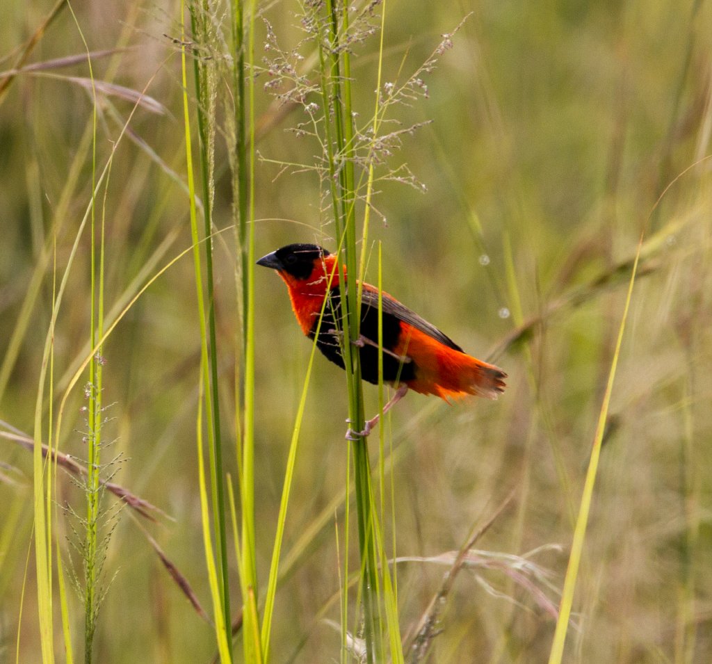 Northern Red Bishop