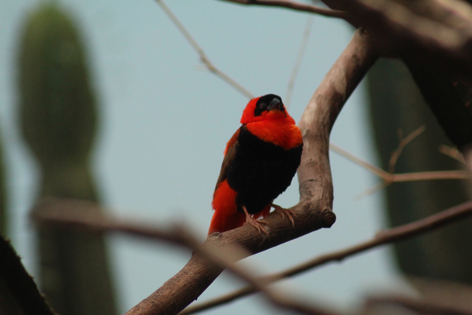 Northern Red Bishop