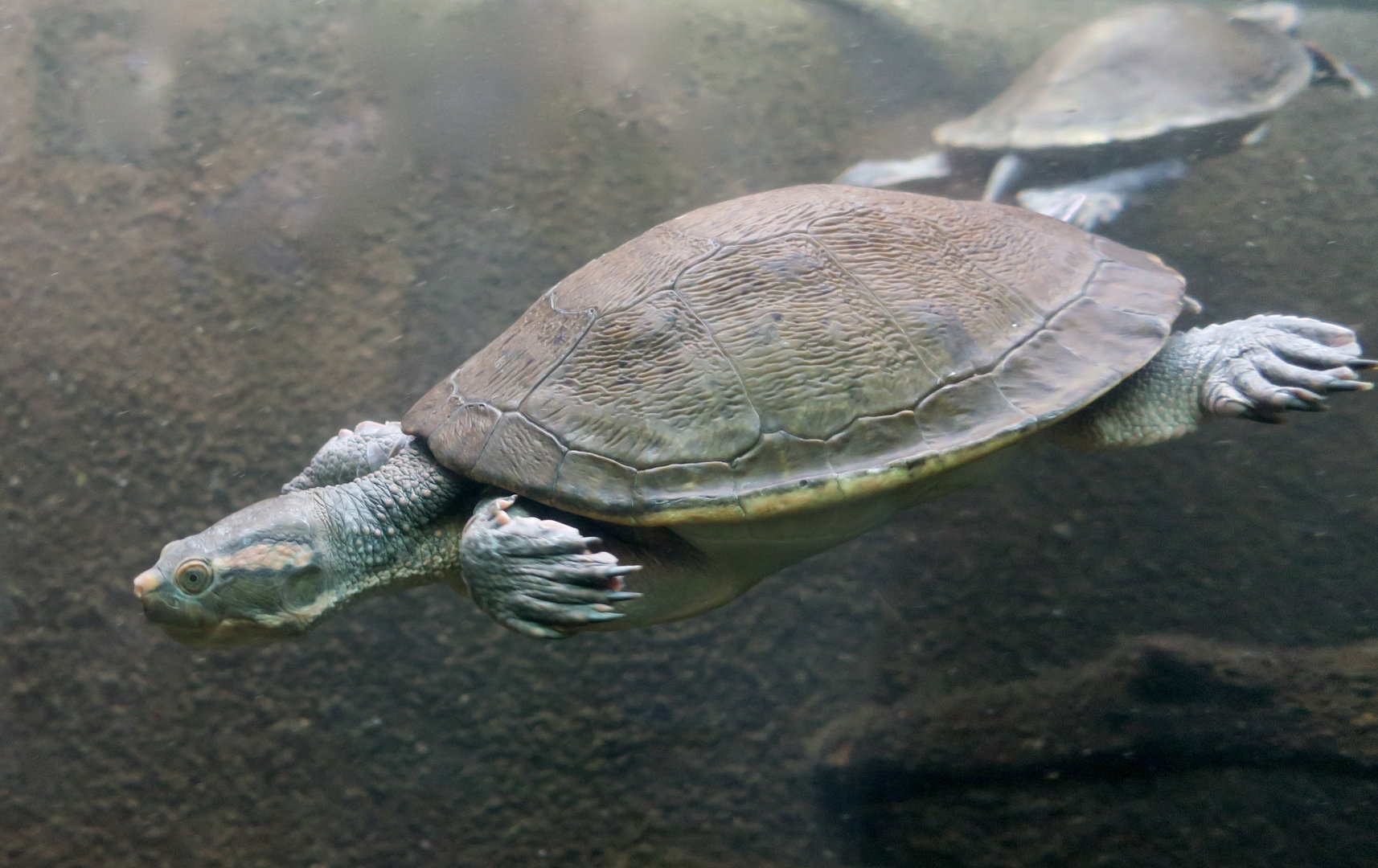 Northern Red-Faced Turtle (Emydura australiae)