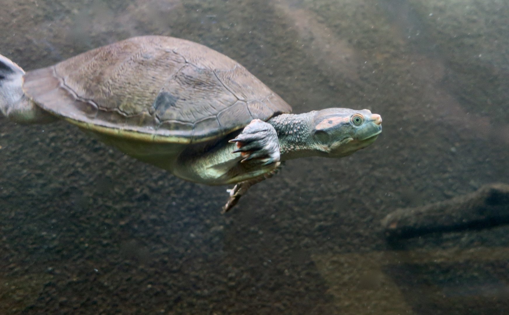 Northern Red-Faced Turtle (Emydura australiae)