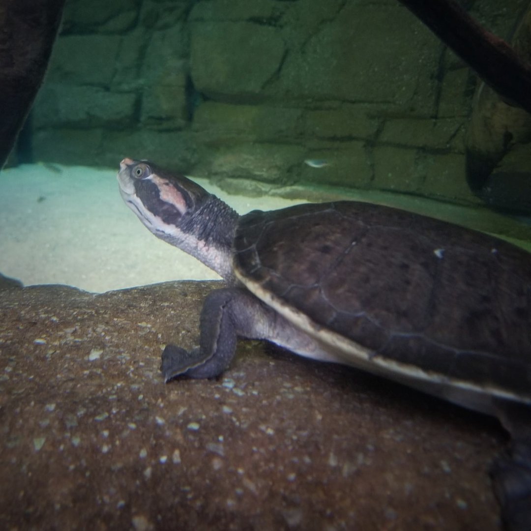 Northern Red-Faced Turtle (Emydura victoriae)