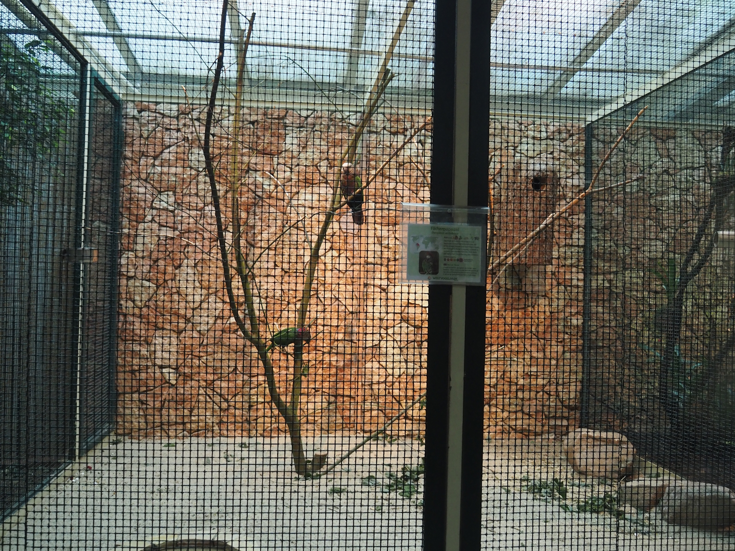 Northern red-fan parrot aviary, 2024-05-22