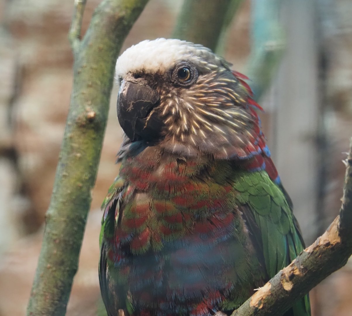 Northern red-fan parrot (Deroptyus accipitrinus accipitrinus), 2024-05-22