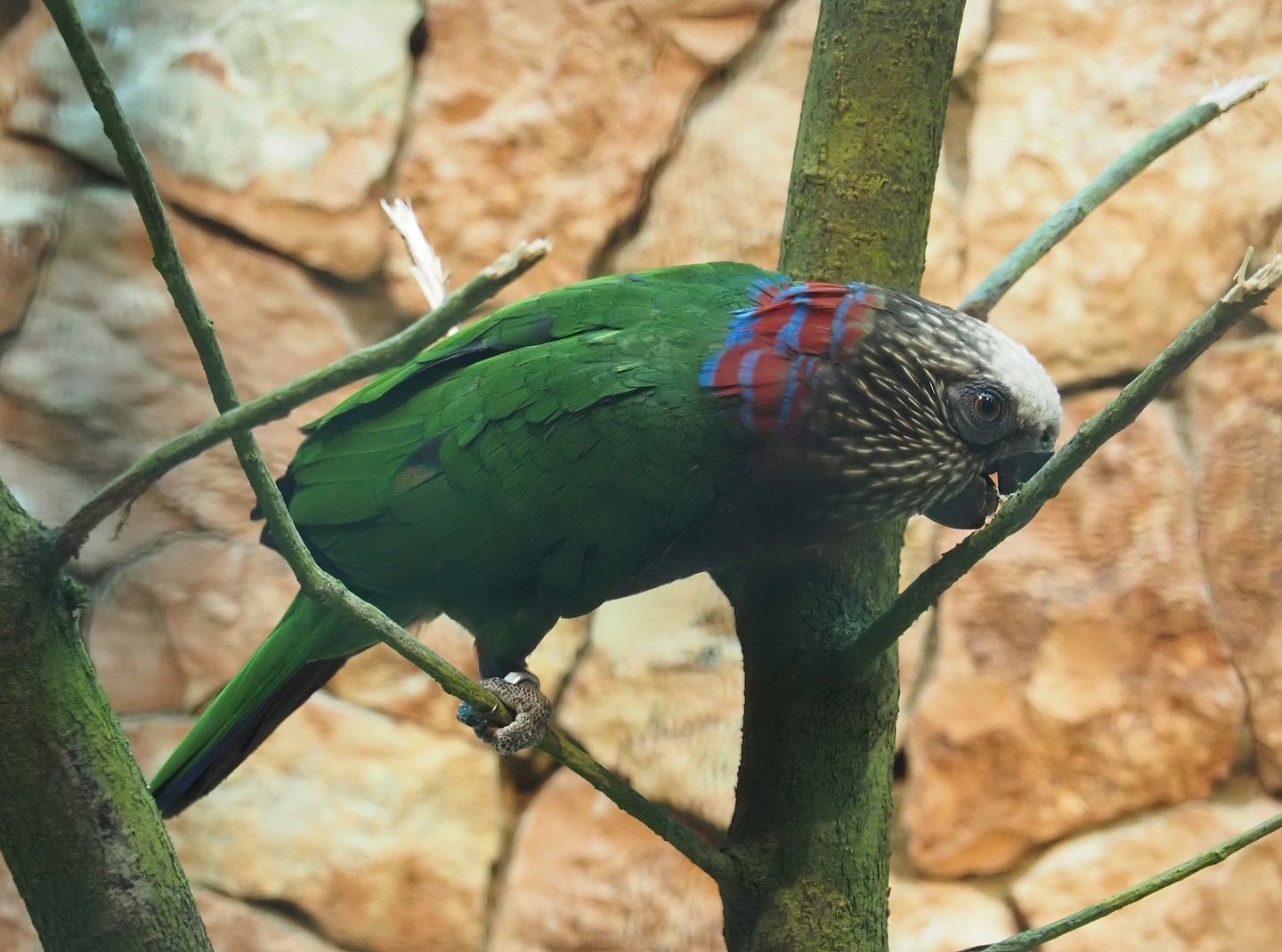 Northern red-fan parrot (Deroptyus accipitrinus accipitrinus), 2024-05-22