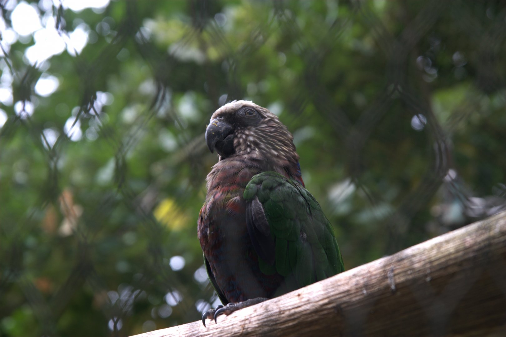 Northern Red-fan Parrot (Deroptyus accipitrinus accipitrinus), 25-08-25