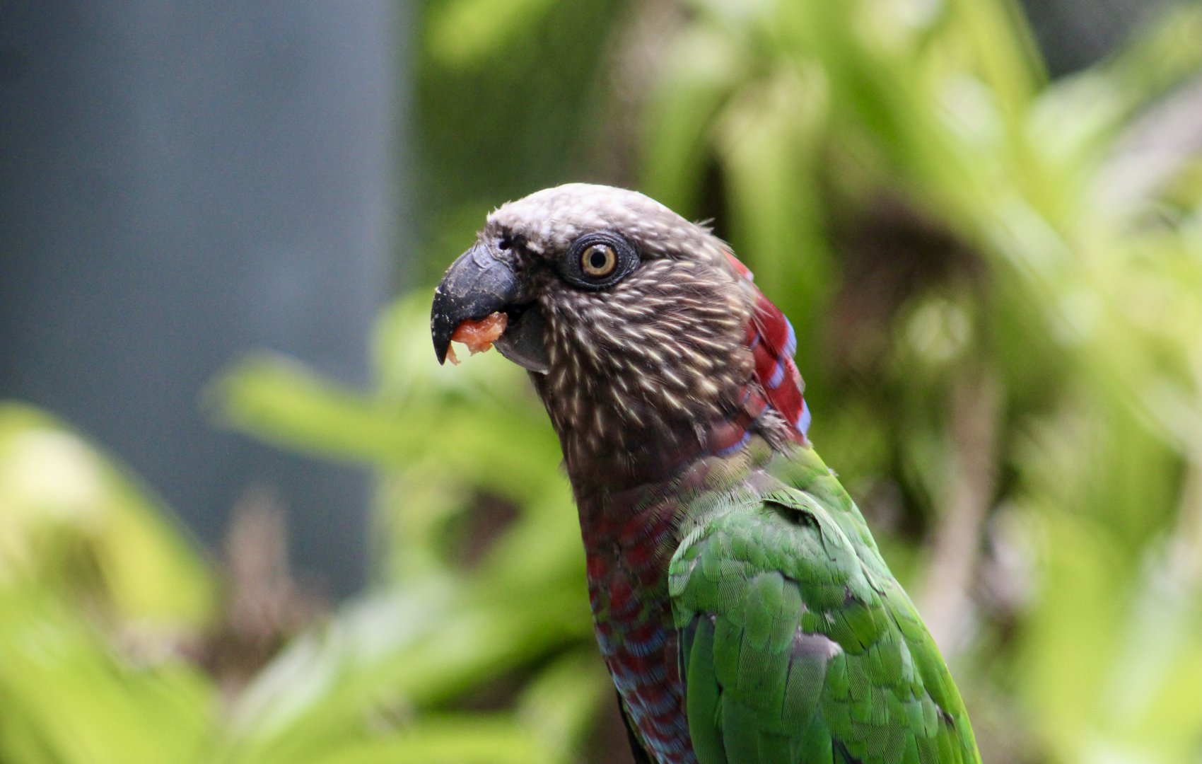 Northern Red-Fan Parrot (Deroptyus accipitrinus accipitrinus)