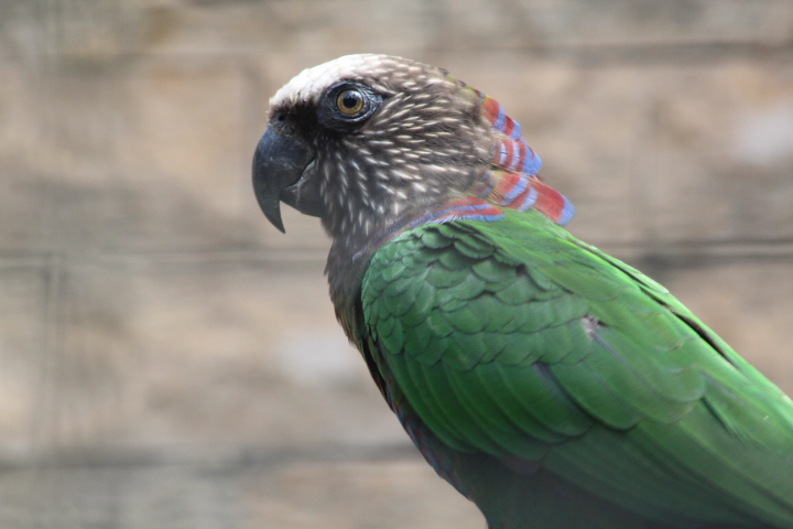 Northern red-fan parrot (Deroptyus accipitrinus accipitrinus)