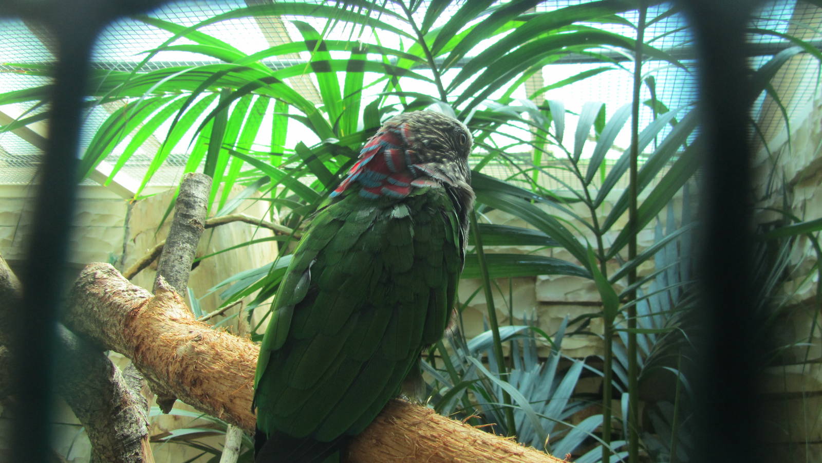 Northern red-fan parrot