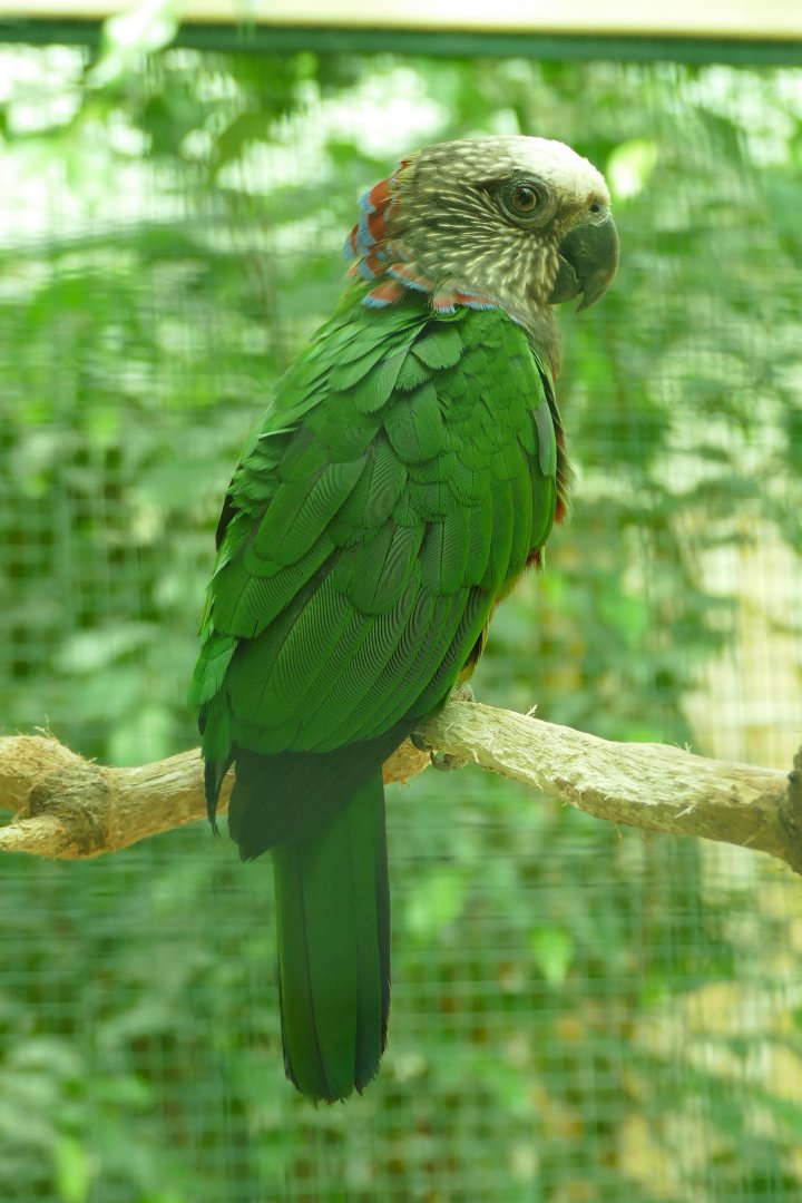 Northern red-fan parrot