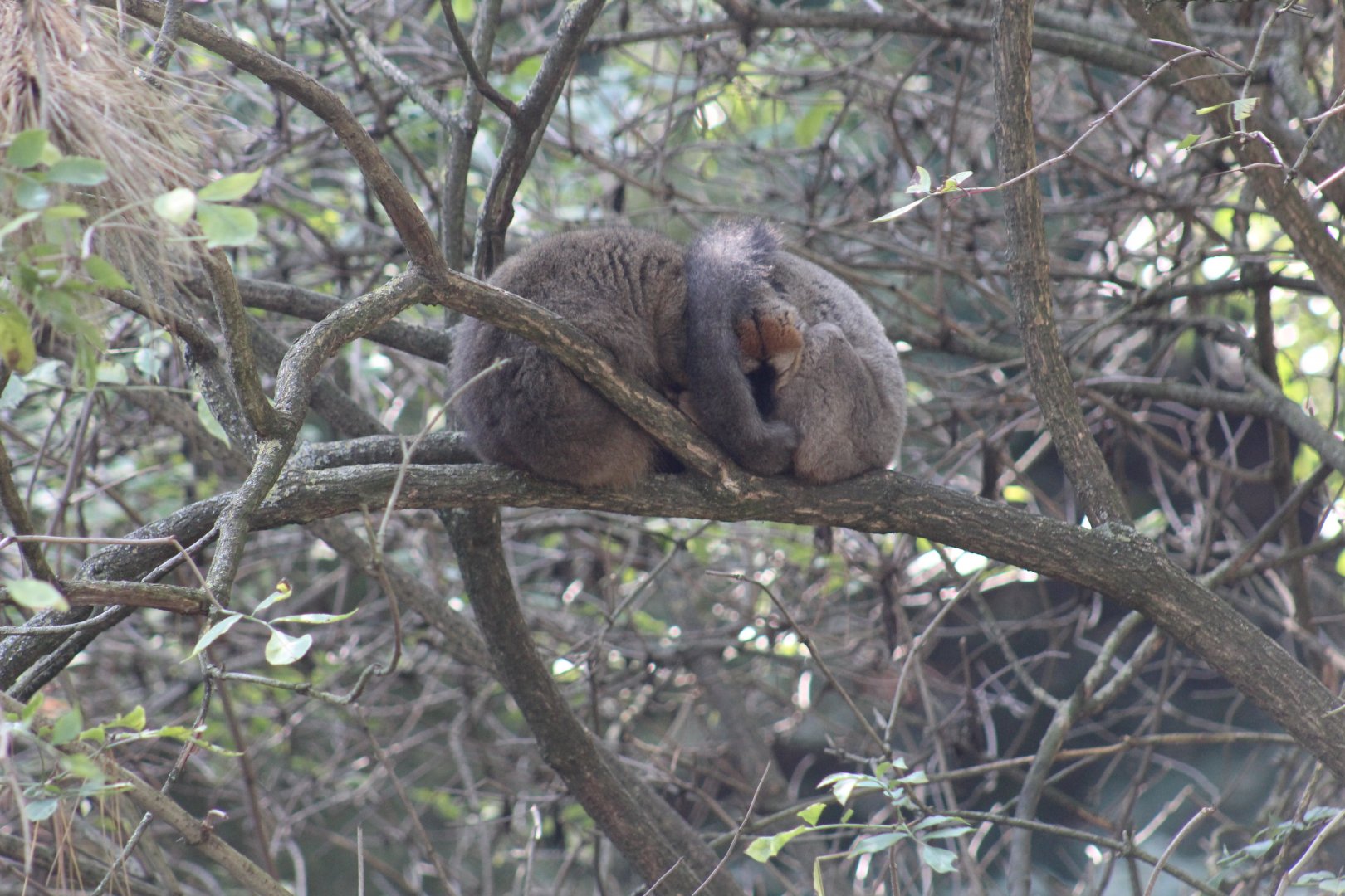 Northern Red-Fronted Lemur