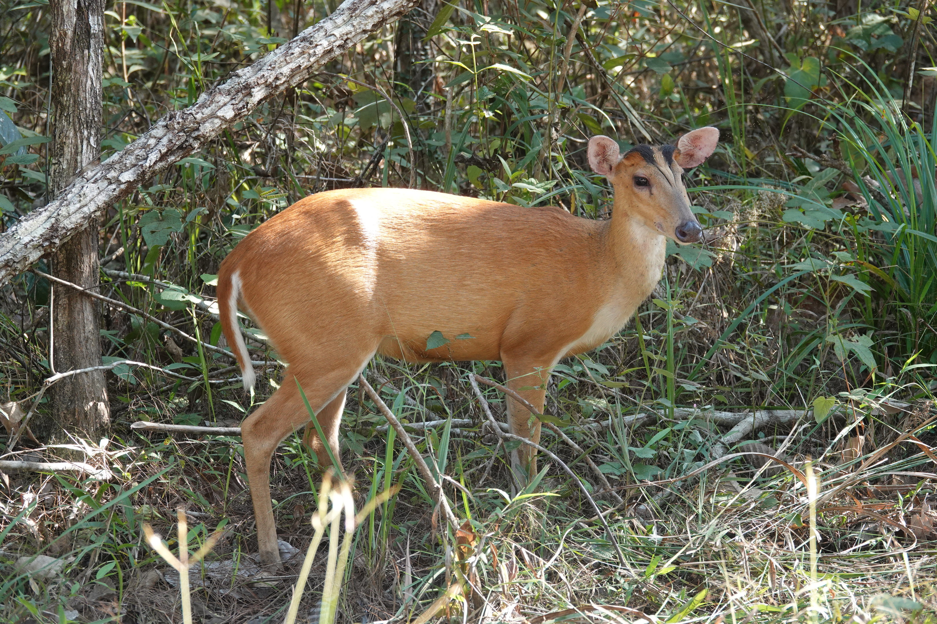 Northern Red Muntjac