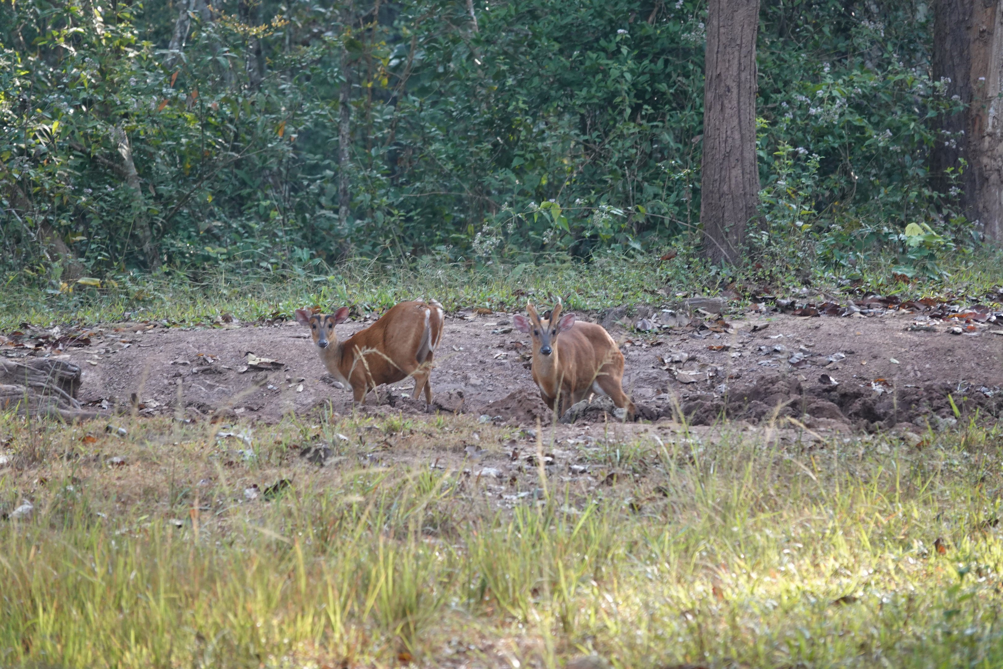 Northern red muntjac