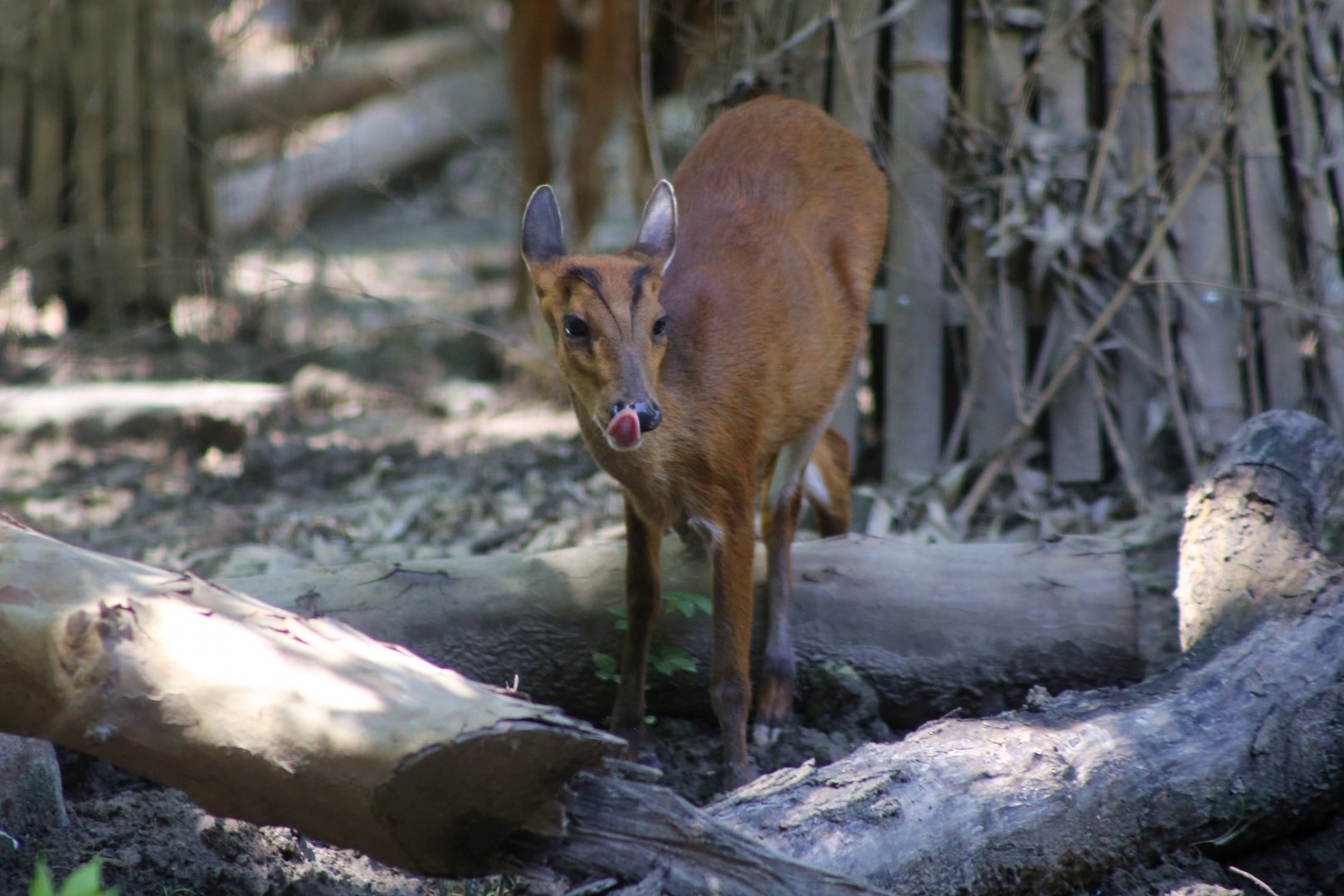 Northern Red Muntjac
