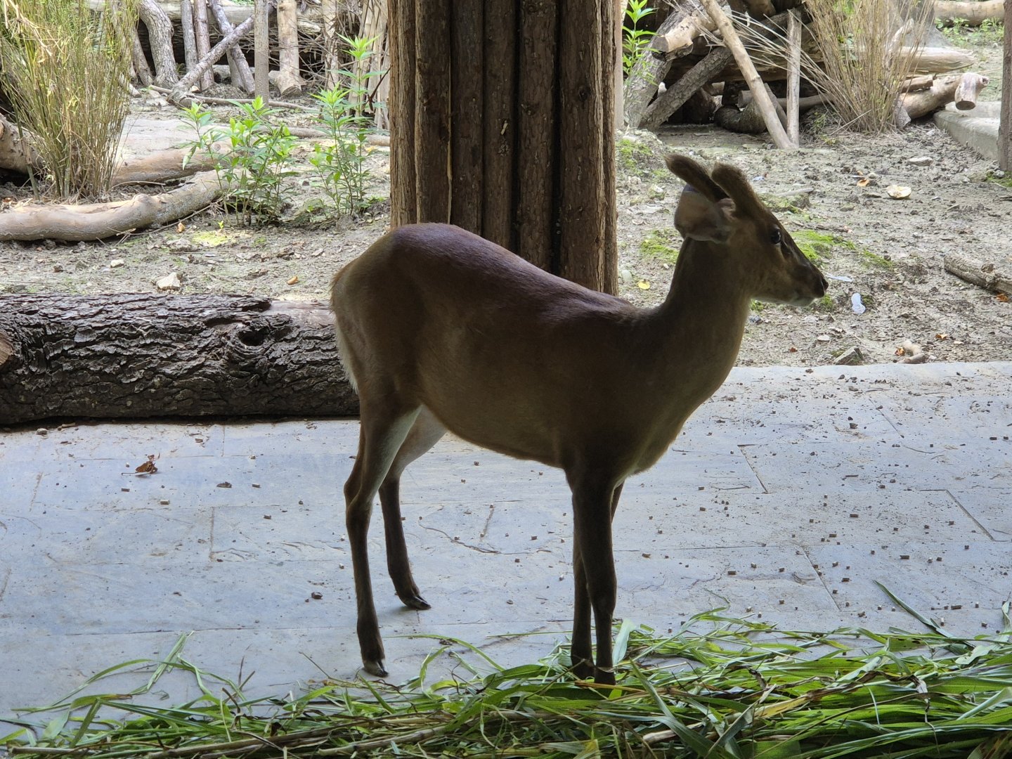 Northern Red Muntjac