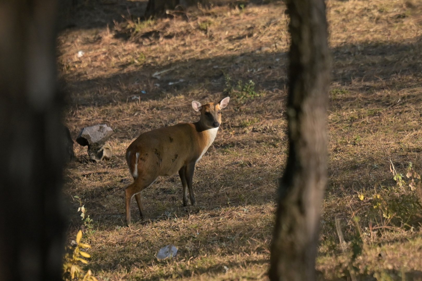 Northern red muntjack Muntiacus vaginalis