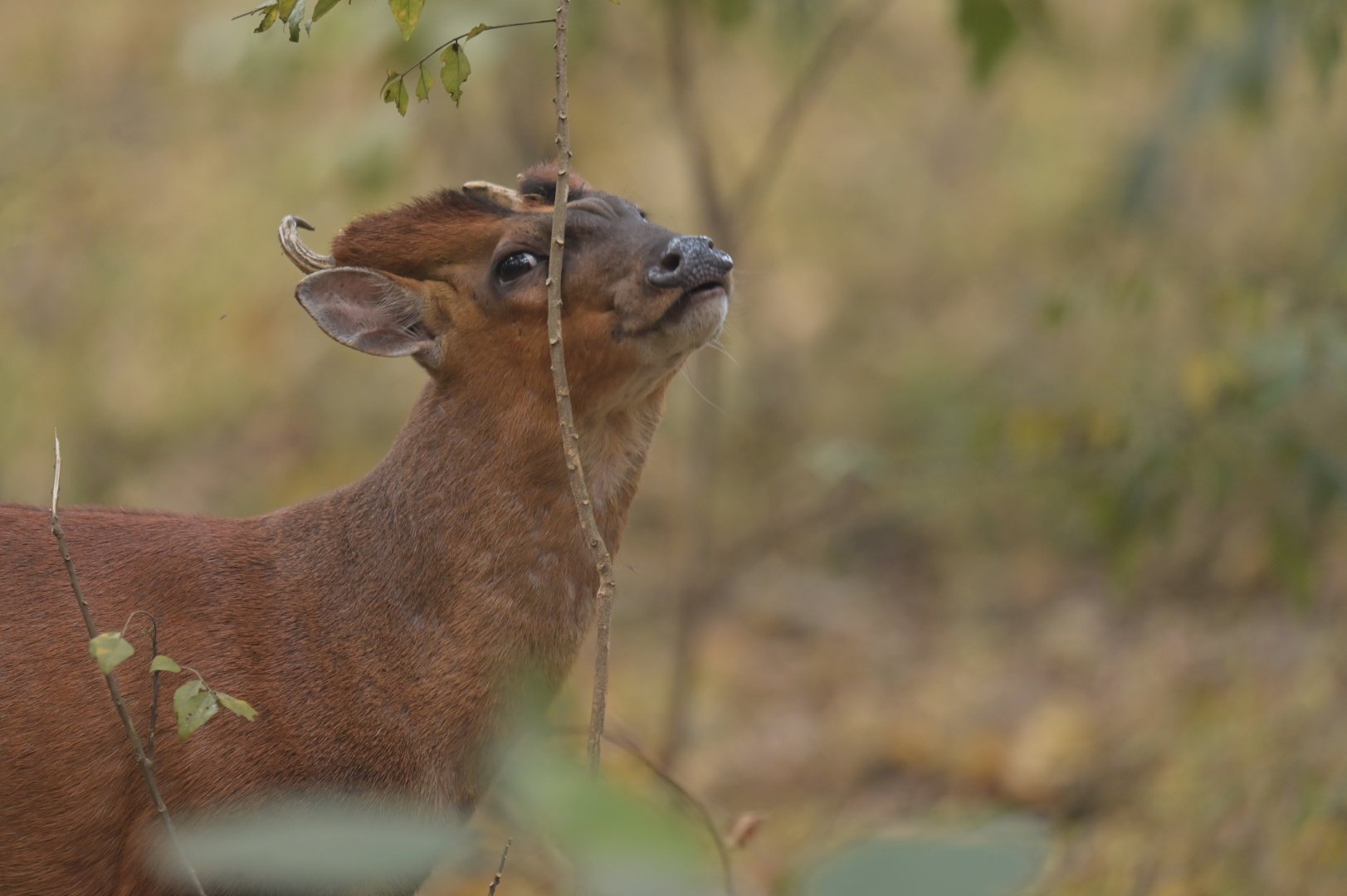 Northern red muntjack Muntiacus vaginalis