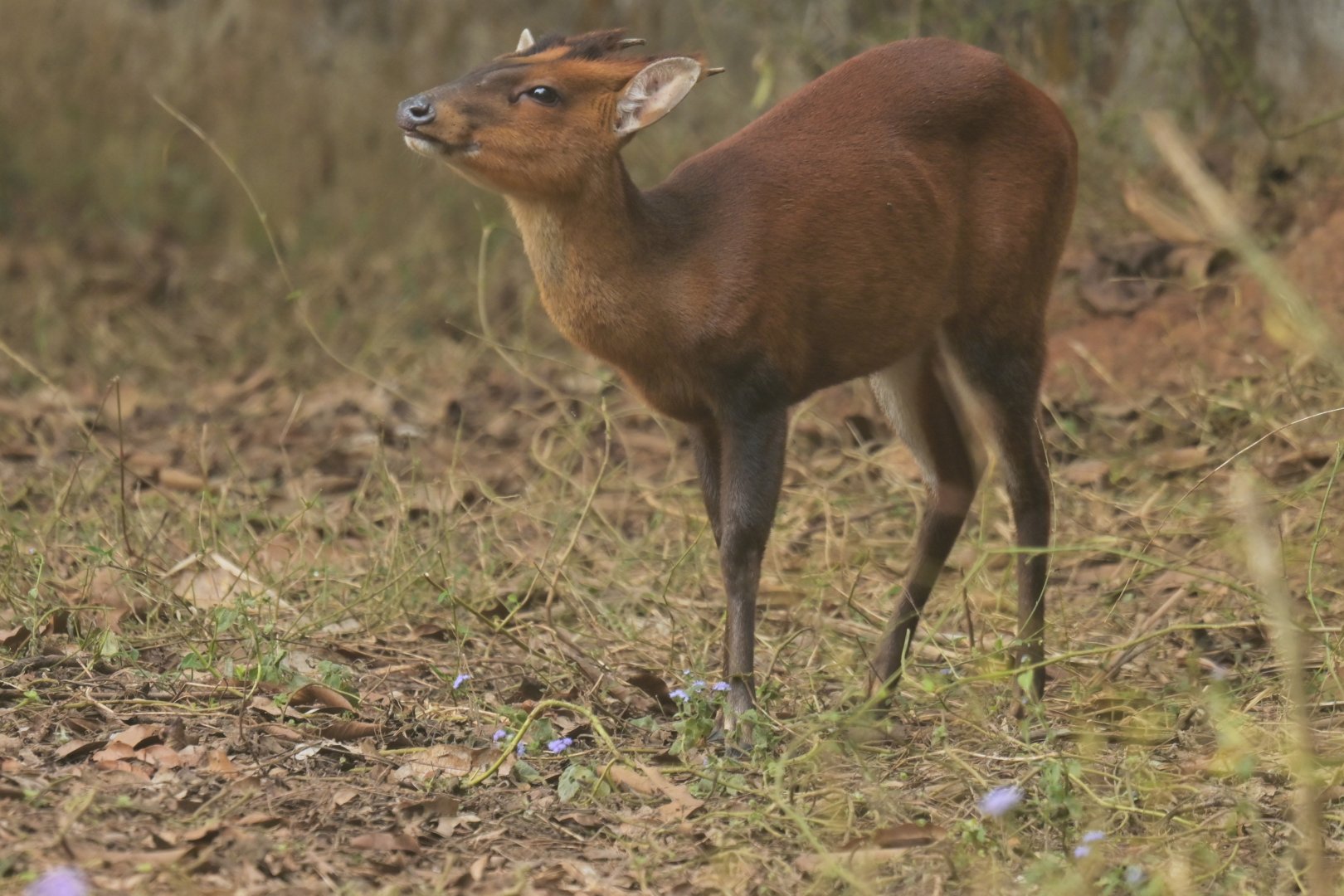 Northern red muntjack Muntiacus vaginalis