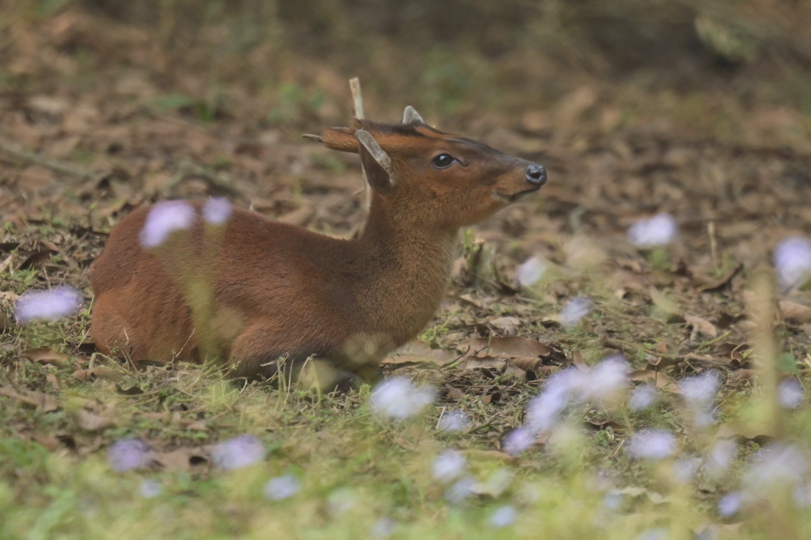 Northern red muntjack Muntiacus vaginalis