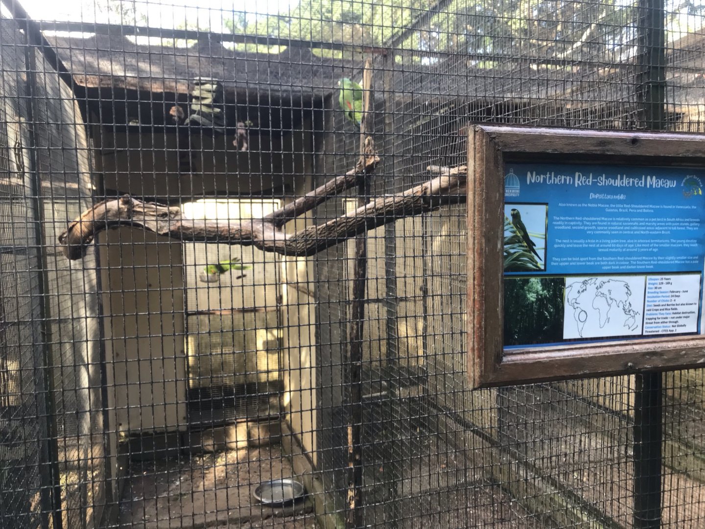 Northern Red-Shouldered Macaw Exhibit