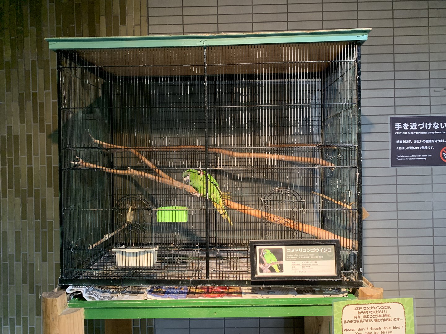 Northern Red-shouldered Macaw