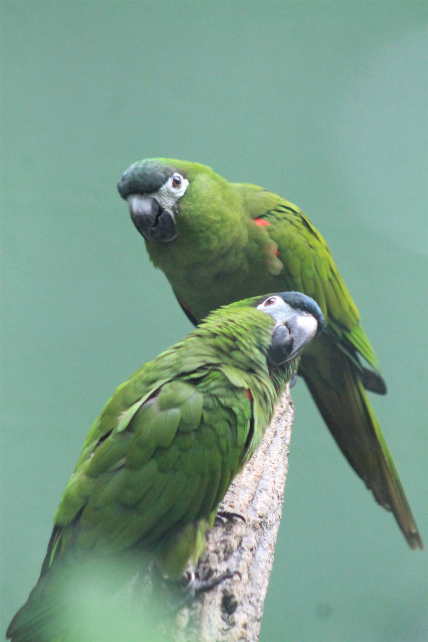 Northern Red-shouldered Macaws (Diopsittaca nobilis nobilis)