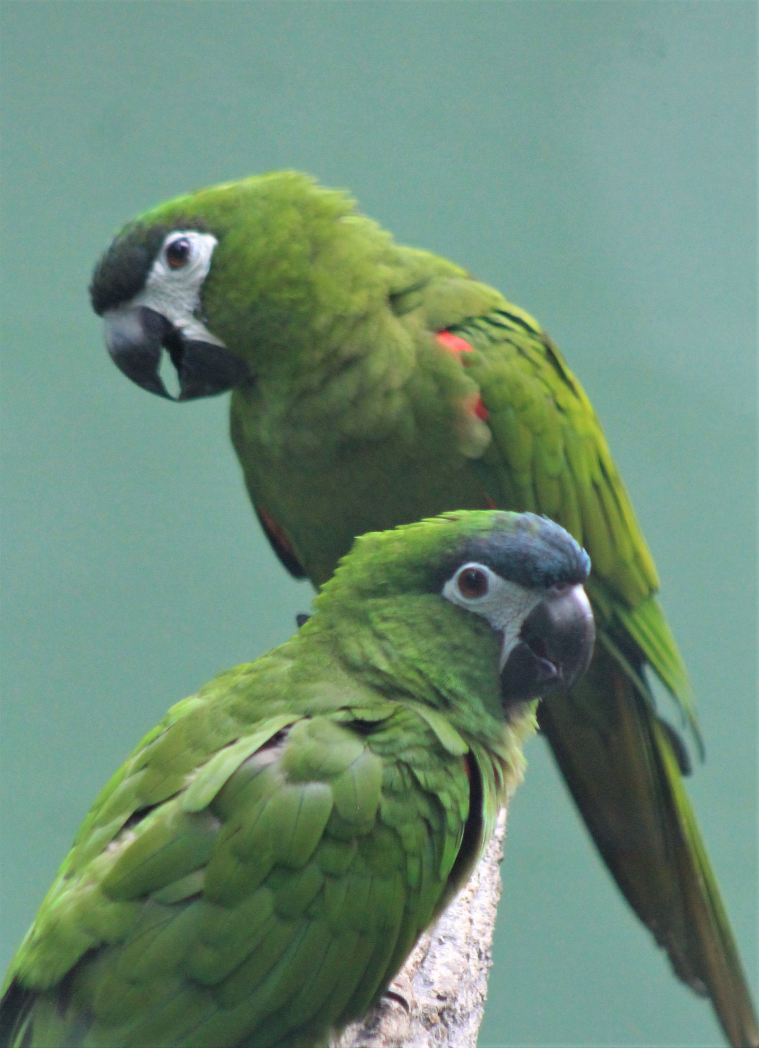 Northern Red-shouldered Macaws (Diopsittaca nobilis nobilis)