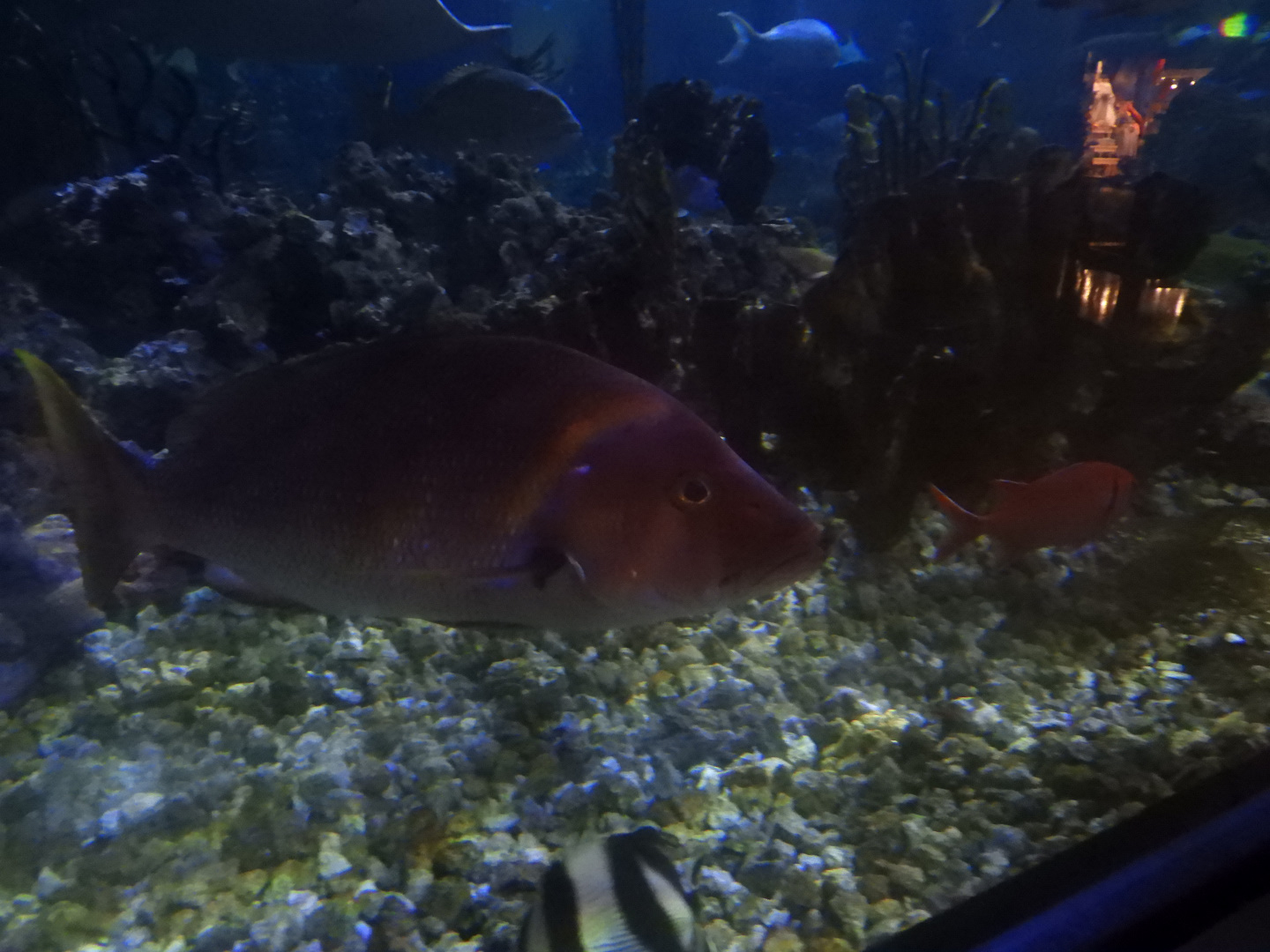 Northern Red Snapper (Lutjanus campechanus)