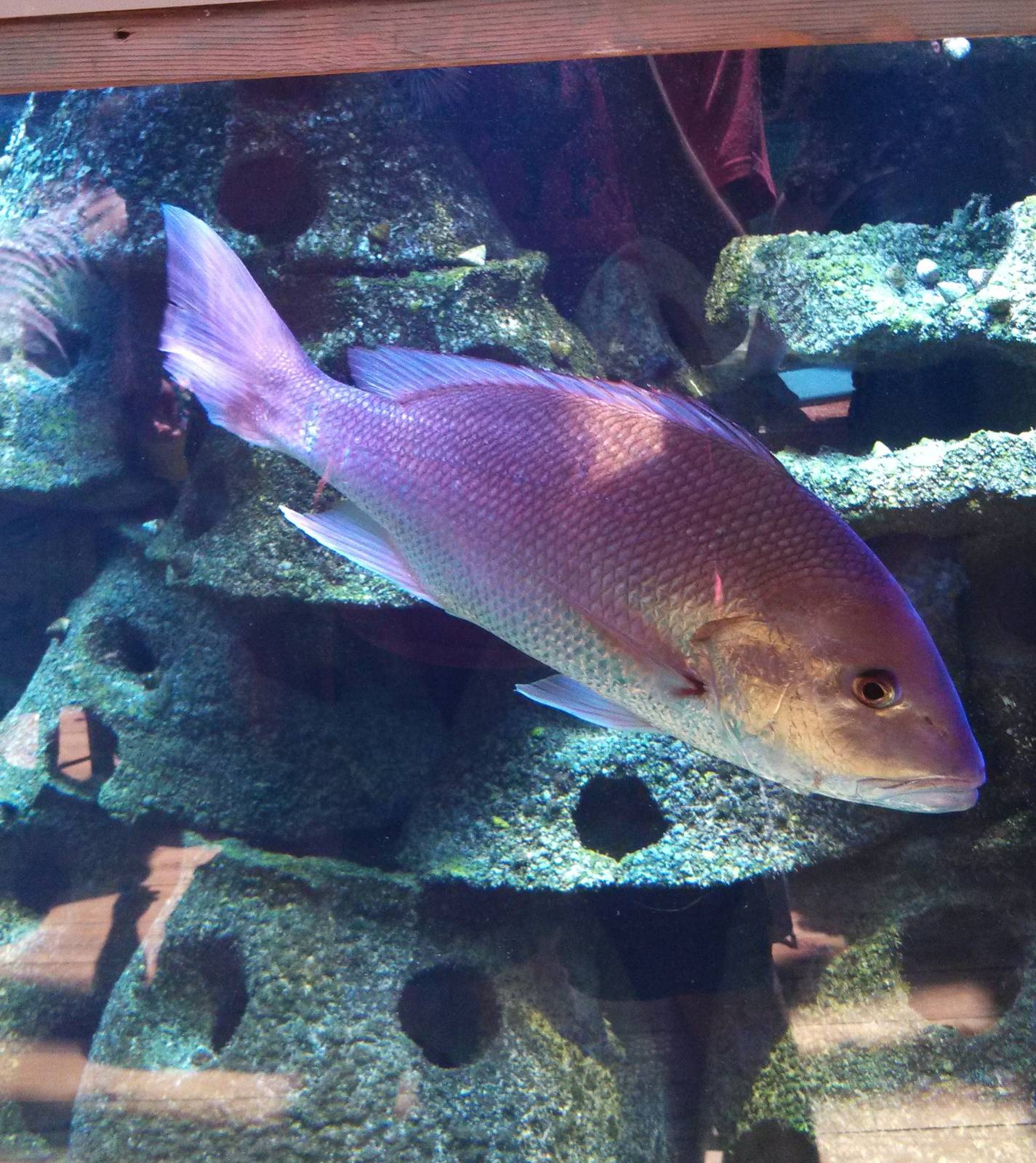 Northern Red Snapper