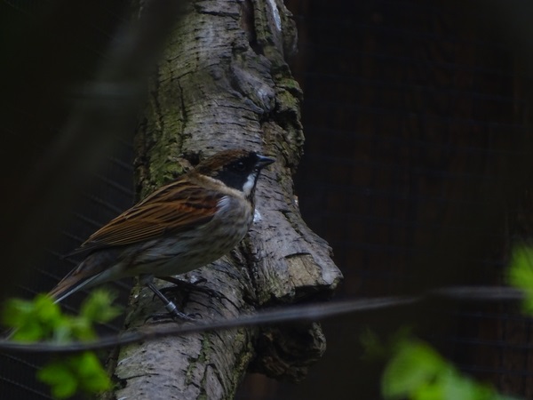Northern reed bunting (Emberiza schoeniclus schoeniclus)