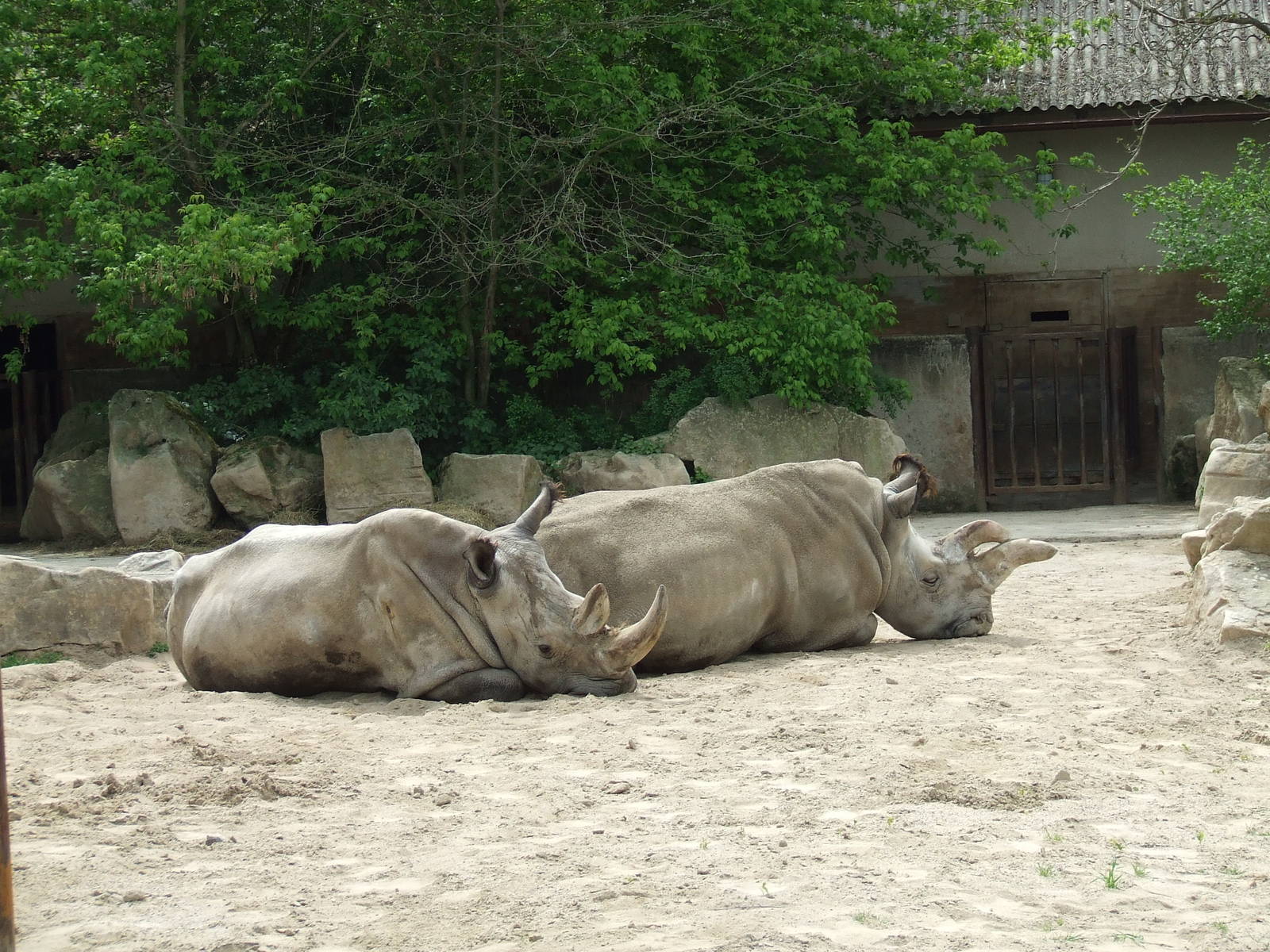 Northern Rhinoceroses