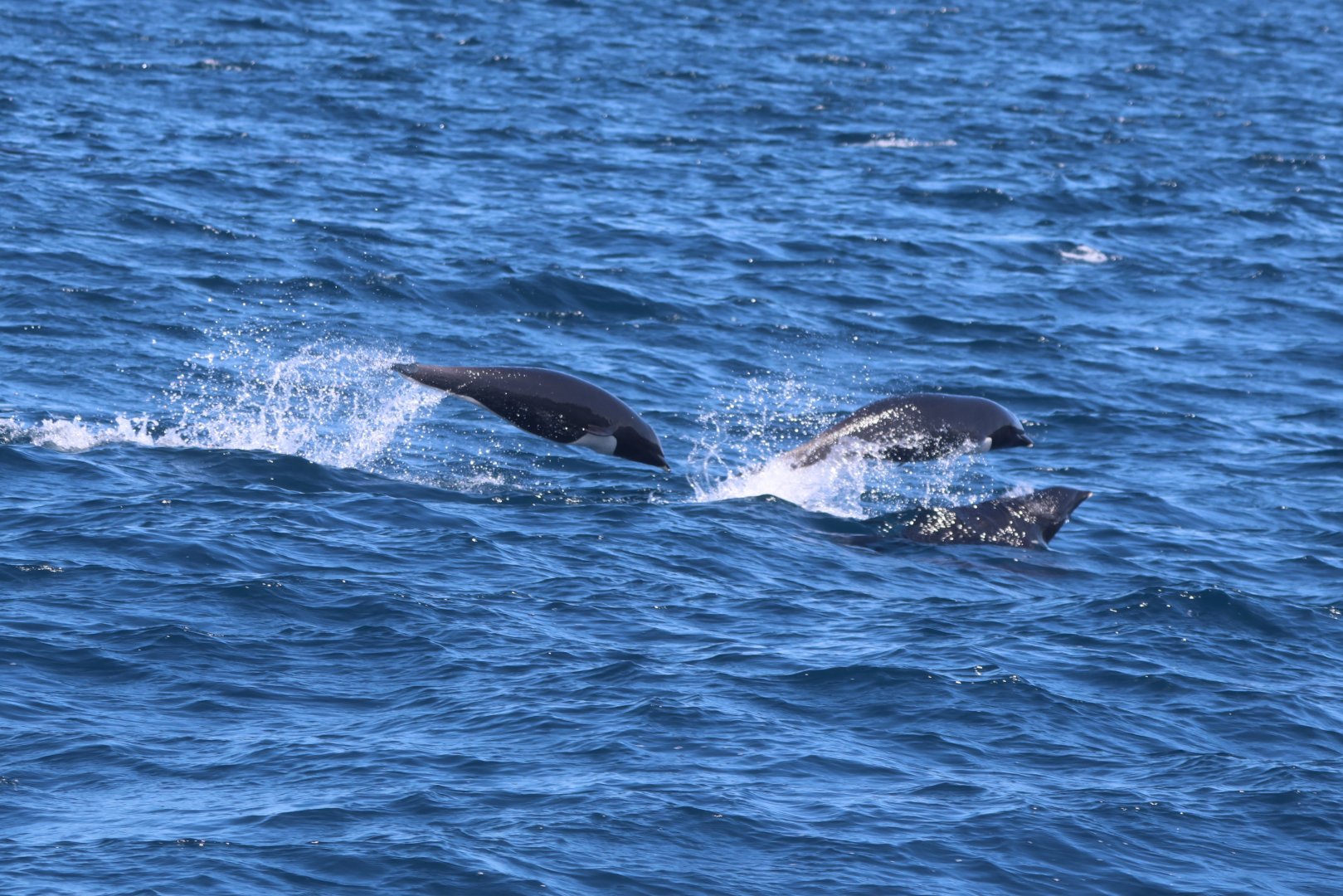 Northern Right-Whale Dolphins
