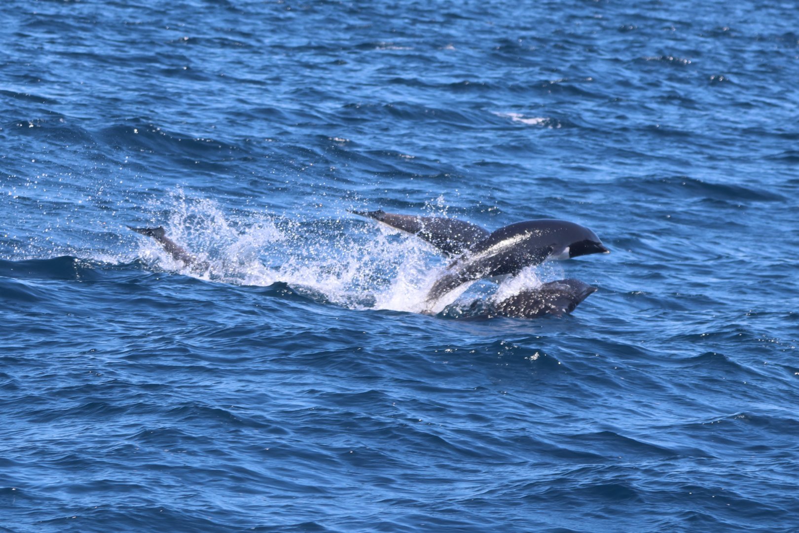 Northern Right-Whale Dolphins