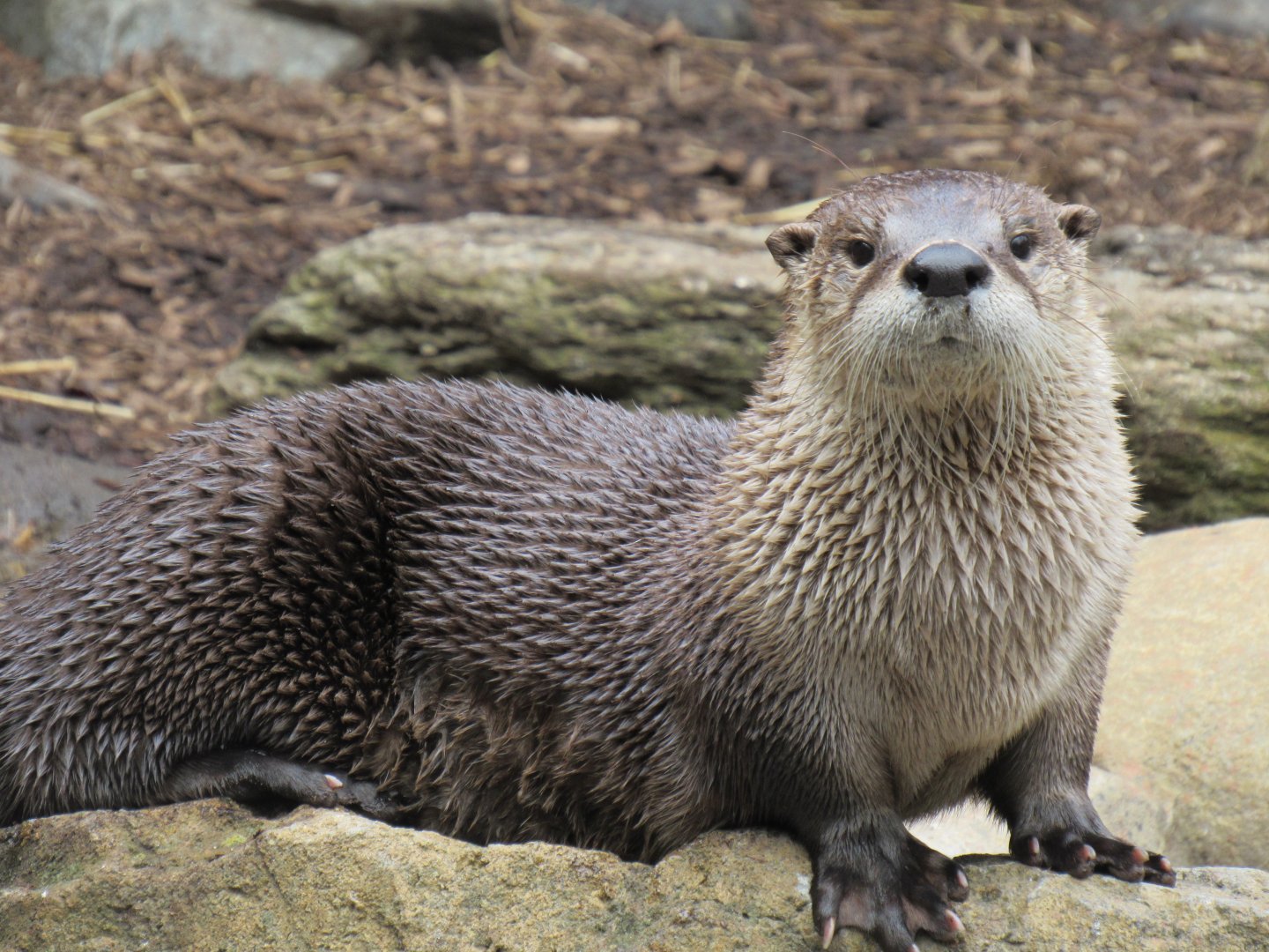 Northern river otter