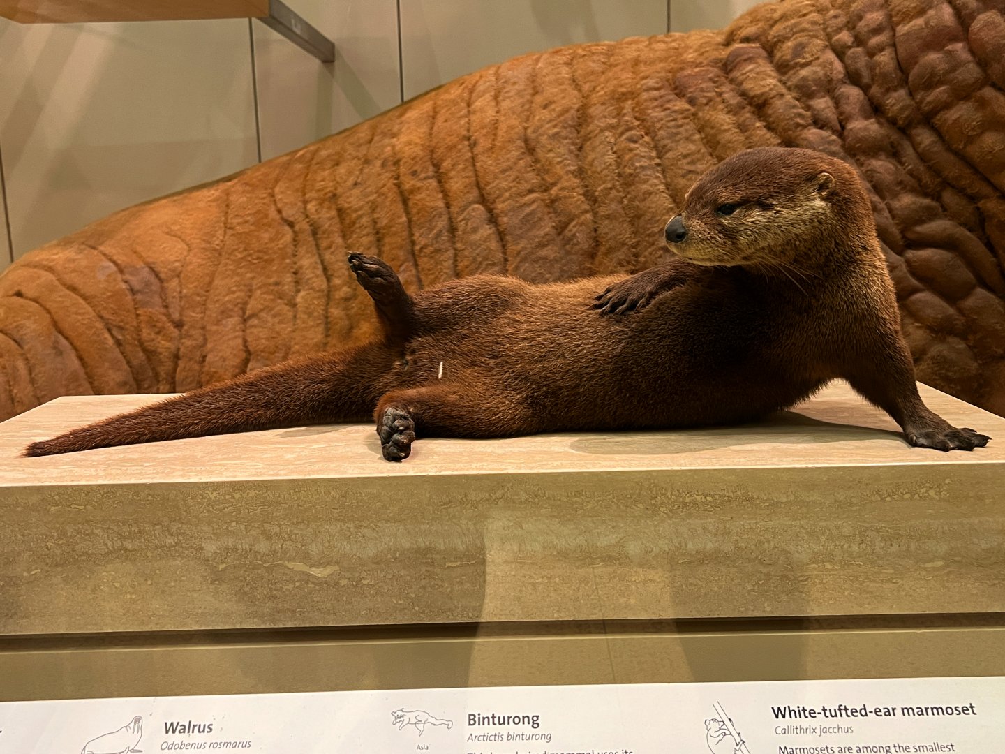 Northern River Otter