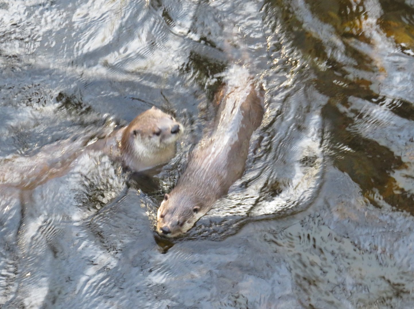 Northern river otters